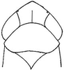 Head on Destria fumida (Sanders & DeLong, 1917): head, dorsally. (Observation).