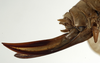 CollectionObject 1529702; cbf8622a-78d1-4659-a22a-24ff7e6ae02a: female ovipositor (holotype). (CollectionObject).