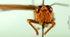 CollectionObject 1502206; 45c5d091-0a41-44af-af3c-41ac740d4d87: female, frontal view (paratype). (CollectionObject).