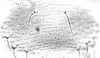 Connective.: Hairs on subgenital plate of A. gossypii. (Observation).