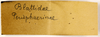 CollectionObject 1587150; MNHN(SF IMPORT DUPLICATE) MNHN-EP-EP1017, a5815b42-d7a4-46be-a366-461894ddbf25: CC BY-NC-ND 4.0/MNHN - Depraetere Marion - 2014. Type, female, of glomeriformis Lucas, 1862. Specimen number: MNHN-EP-EP1017. http://coldb.mnhn.fr/catalognumber/mnhn/ep/ep1017. (CollectionObject).