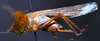 CollectionObject 1534911; BPBM 3224824, 840fb50b-b1a2-4997-86d3-cd9679d17fd7: male habitus lateral view. (CollectionObject).