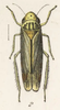 Habitus, dorsal view on Caldwelliola reservata (Fowler, 1900): (Observation).