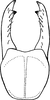 Subgenital plate: !! display not done !! on Forcipata loca (DeLong & Caldwell, 1936): Subgenital plate. (Observation).
