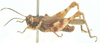 Eucoptacra signata (Bolívar, 1889): male, lateral view. (Otu).
