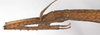 CollectionObject 1563021; bd3c7d02-6999-4e7a-9410-d8debdd8e059: copyright F. Hennemann. female: head, lateral view (paratype). (CollectionObject).;CollectionObject 1563022; 6e2aae74-808f-4206-8040-521e1a84f3ea: copyright F. Hennemann. female: head, lateral view (paratype). (CollectionObject).