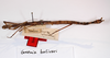 CollectionObject 1557656; MNCN(SF IMPORT DUPLICATE) 7099, be01a2a1-c483-4ffc-ac37-45e19b90ed4a: copyright MNCN, Madrid. female (syntype). (CollectionObject).