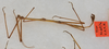 CollectionObject 1559010; b1b7af32-929c-4341-b187-0c427688e1ac: copyright USNM, Washington. (CollectionObject).;CollectionObject 1559011; 4b79db5f-56ee-41d9-945c-417a68134647: copyright USNM, Washington. (CollectionObject).