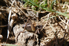CollectionObject 1598771; 6c4b5992-b4ab-4507-a440-5dfcc1c2975c: male. (CollectionObject).