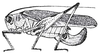 Pl. 1, Fig. 6 (after allotype). female habitus. Depicts Scaphura argentina (Hebard, 1931), an Otu.
