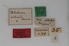 CollectionObject 1505573; d6cf464d-97e0-4b8e-81a9-007331000598: Female, labels (syntype). (CollectionObject).