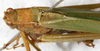 CollectionObject 1532272; NMW 1008, fa22d077-e641-46a0-873a-55f5427a9bcd: male, dorsal view (holotype). (CollectionObject).