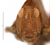 CollectionObject 1521826; 1e2d3156-1907-4de8-83d1-d6c5d11284c6: female, frontal view (holotype). (CollectionObject).