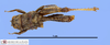 female, dorsal view (paratype). Depicts CollectionObject 1514405; e3c285e6-a173-4917-9c54-fcf53416426b, MLP3494/2, a CollectionObject.