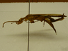 CollectionObject 1559965; 40e0316e-e14d-410d-8e3a-fe737ded4ba6: copyight SMTD, Dresden. male (holotype), lateral. (CollectionObject).
