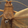 CollectionObject 1505865; 9ff75089-e742-49cc-9b8d-0733275352be: female pronotum, dorsal view (holotype). (CollectionObject).