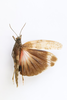 CollectionObject 1528995; aad286f2-bbe0-4989-958e-2d189e88a704: male, dorsal view (holotype). (CollectionObject).