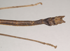 CollectionObject 1559487; NHMUK(SF IMPORT DUPLICATE) 844641, 811fb9f4-dfcf-4168-a10d-a1c7d39c3d64: copyright Natural History Museum, London. male: end of abdomen, dorsal view (paratype). (CollectionObject).