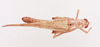 CollectionObject 2052750; NHMUK015982493, 53b40ec7-d0d6-4076-8409-d799fc21b94e: female, dorsal view (paratype). (CollectionObject).