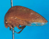 Habitus, lateral view on Amastris comarapa Evangelista & Sakakibara, 2007: (Observation).