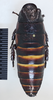 Elliptorhina laevigata (Saussure & Zehntner, 1895): Copyright Natural History Museum, London. Adult male, dorsal. (Otu).