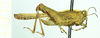 CollectionObject 1586373; c872067c-d767-4f7a-9696-0f460d030935: male, lateral view. (CollectionObject).