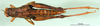 CollectionObject 1501278; ee9ed228-cc2b-4d64-9455-712217381366: female, dorsal view (syntype of Serpusia deminuta). (CollectionObject).