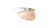 Heliastus aztecus Saussure, 1884: wings. (Otu).