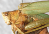CollectionObject 1532272; NMW 1008, fa22d077-e641-46a0-873a-55f5427a9bcd: male, head and pronotum (holotype). (CollectionObject).