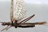 CollectionObject 1539817; 48ea20ca-0c94-4428-98c1-ffd25a7dc282, MNHN-EO-ENSIF713: male dorsal (holotype). (CollectionObject).