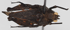 CollectionObject 1573377; NNM RMNH.INS 968003, 2ec3399e-624e-4be1-bb1d-418bcadf5ea4: male, dorsal view (holotype). (CollectionObject).