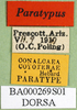 CollectionObject 1567331; 17f8f480-2c3d-498e-b2fd-8bf235724457: labels (paratype). (CollectionObject).