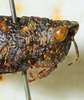 CollectionObject 1526831; ba5055e5-ad07-4767-82f5-fff6f40a7b42: female head and pronotum, lateral view (paratype). (CollectionObject).