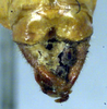 CollectionObject 1500611; 7d35663d-95d8-4a8e-8257-2b1535c543eb, DORSA BTweipraHTM: cerci (holotype). (CollectionObject).