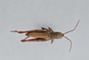 CollectionObject 2870564; CNCI 984577, d59509f3-4103-4c81-901b-b36db7e66ab3: Chloealtis cinspersa. (CollectionObject).