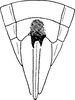 Ovipositor on Diplocolenus (Diplocolenus) altaicus Vilbaste, 1965: Ovipositor. (Observation).