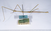 CollectionObject 1563616; 89fb7758-dcf7-4733-9bd9-b054752f8998: copyright ANSP. male, lateral view (paratype). (CollectionObject).