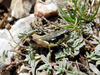 CollectionObject 1591388; cfd41b82-f6ec-4134-a51b-10690df1e23f: female (North Macedonia: Shar Mts, Ljuboten peak). (CollectionObject).