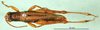 CollectionObject 1502279; 1e156b64-cd5a-44ac-afa2-6455ad3fc212: male, dorsal view (syntype). (CollectionObject).