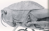 CollectionObject 1526367; efa3261a-67f6-41fe-940f-c7c507473351: female head and pronotum, lateral view. (CollectionObject).