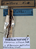 CollectionObject 1558155; NMW 114, c428be43-a369-4cd4-8ea6-92b17b1fa040: copyright NMW. male (paralectotype). (CollectionObject).