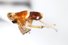 Habitus, lateral view: !! display not done !! on Pissonotus delicatus Van Duzee, 1897: (Observation).