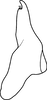Stylus on Brevivalvala melanosticta Dai, Qu & Yang, 2016: Stylus. (Observation).