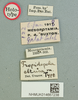 Tropidopola cylindrica obtusa Uvarov, 1922: female, labels (holotype). (Otu).