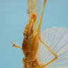 CollectionObject 1542788; 16935cc7-08a9-4a80-9450-494cf83c66d0: male, apex of the abdomen ventro-lateral view (syntype). (CollectionObject).