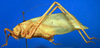 CollectionObject 1501748; 9700b8dc-5ad5-4e30-a9f2-05b9db525955: female, lateral view. (CollectionObject).