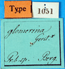CollectionObject 1500182; f305c496-3ece-4c82-b8b7-9e7b3e483a84, MfN 1051: labels (holotype). (CollectionObject).