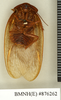 Homoeogamia mexicana Burmeister, 1838: Copyright Natural History Museum, London. Lectotype (adult male) of synonym Zetobora guttipennis Walker, 1869 in BM(NH). Ventral view. (Otu).