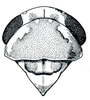 Head: Balclutha incisa, head, pronotum, and mesonotum, dorsally. (Observation).