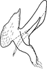 Aedeagus, lateral view: Aedeagus, lateral view. (Observation).